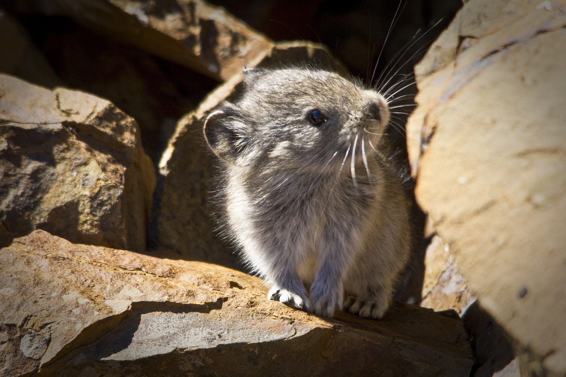 カリフォルニアの固有種はなぜ絶滅するのか? _ 絶滅危惧種 なぜ必要なのか – TIADZ