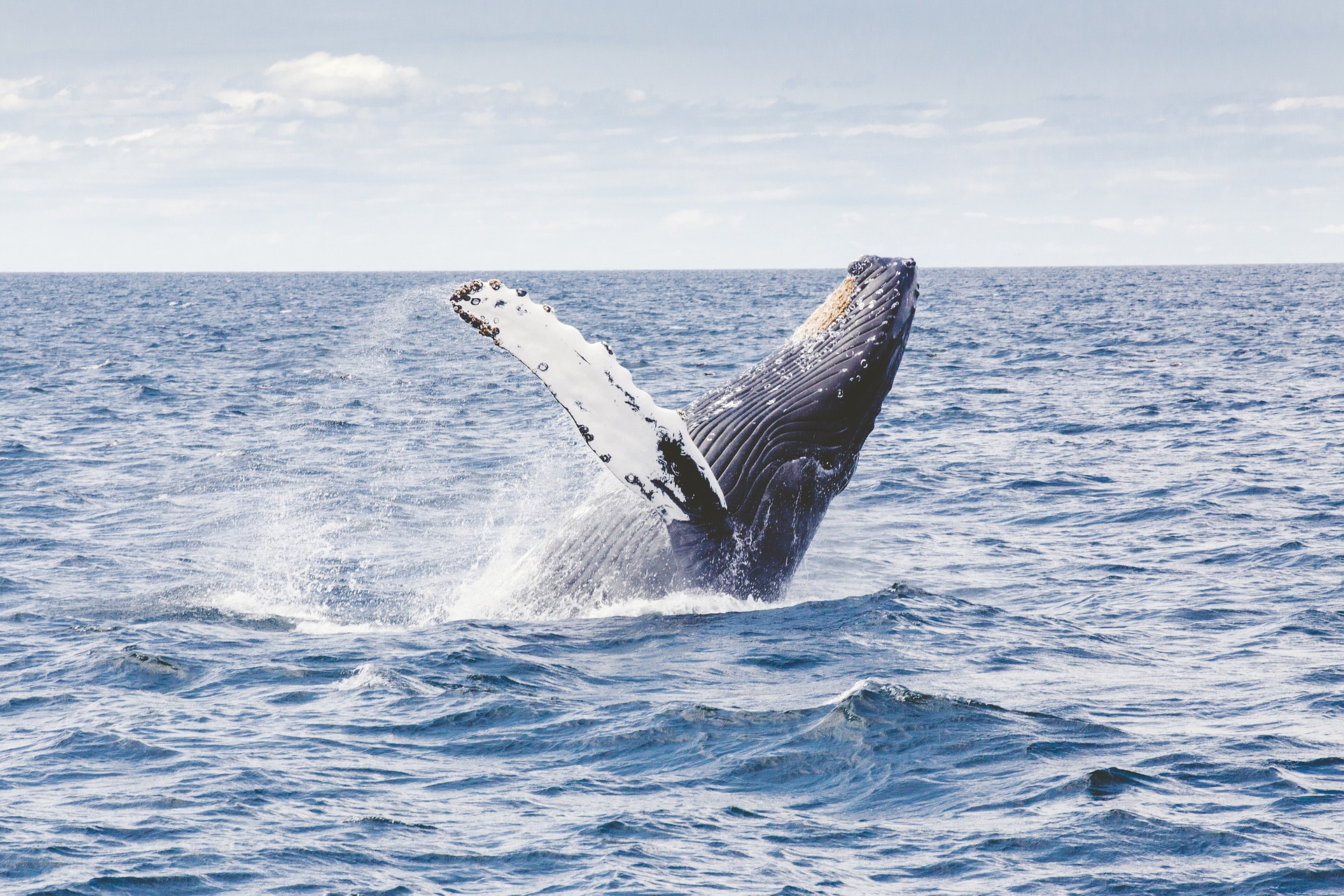 クジラの座礁 はどうして起こるの 環境面 生態面など様々な角度から考えてみよう 最安値発掘隊コラム