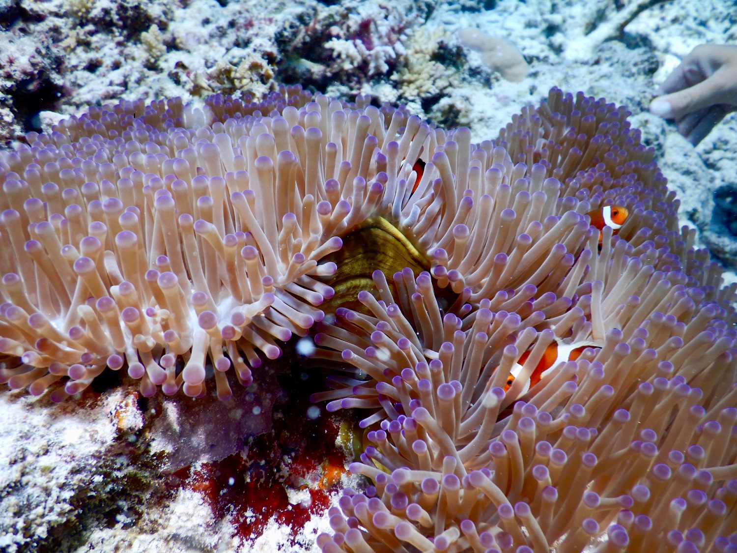 沖縄のサンゴ礁を脅かす赤土問題とは そのメカニズムと対策を解説 最安値発掘隊コラム